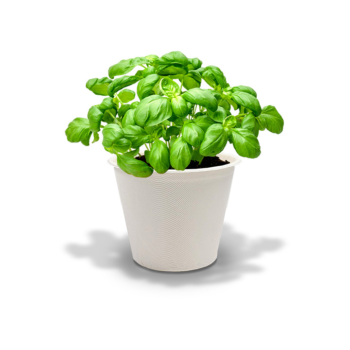 친환경 바질 키우기