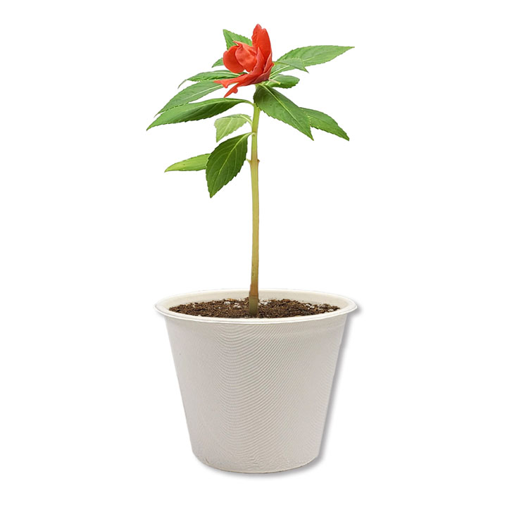 친환경 봉선화 키우기